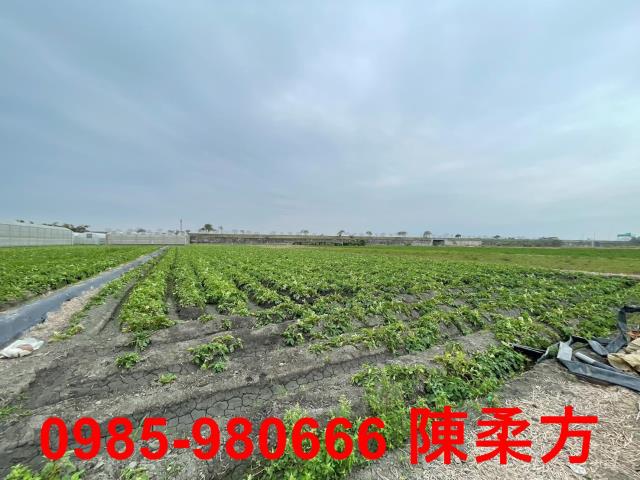 水上農地-4